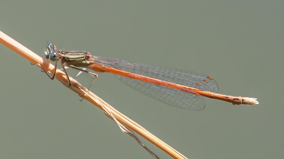 Platycnemis acutipennis (Orange Featherleg) male 3.jpg